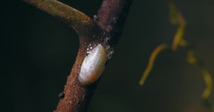 a  spittlebug makes a foamy Glob of exess sap excreted out of the anus on the stem of a leaf. Close-up shot
