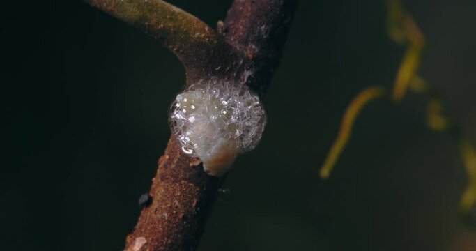 a  spittlebug turning and leaving a bubble glob on the stem of a leaf. Close-up shot