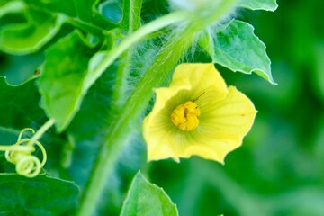 Watermelon Bloom