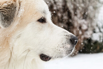 SnowyGreat Pyrenees  