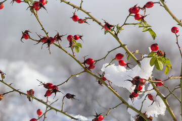 the red berries of a rose-hip in the winter in snow