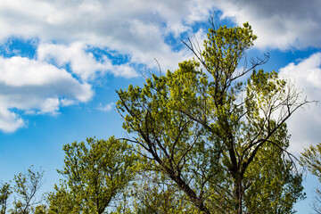 tree in the sky
