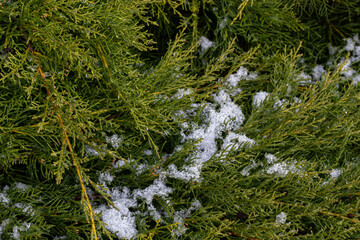 beautiful snow-covered green thuja branches. Green plant winter background