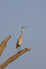 Black-headed heron sitting up high on a dead branch looking into distance