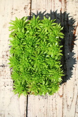 Jovibarba sobolifera Rojownik pospolity