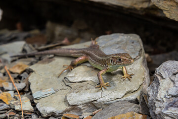 Lacerta agilis, sand lizard, on a sunny summer day