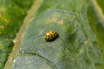 A macro image of a yellow 22 Spot Ladybird - Psyllobora vigintiduopunctata which are tiny lady beetles