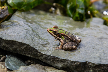 A green frog, Lithobates clamitans, rests on a cameo near a pond