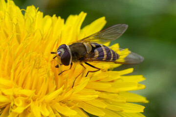 Marmalade Hoverfly Episyrphus balteatus distinctive orange black pattern, resting on yellow flower, green background