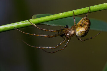 Nice macro image of a spider web sitting on its web with a blurred background and selective focus. A spider in a web is a close-up image of a spider in a garden