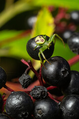 Green crab spider, Diaea dorsata, sits in ambush for prey on elder berries