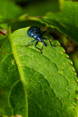 Weevil Beetle Rhynchites bacchus on a green leaf. Pest for fruit trees. a problem for gardeners and farmers