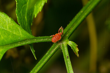 Close up macro Red velvet mite or Trombidiidae in natural environment