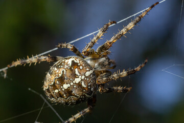 Spider Araneus diadematus with a cross on its back on a web against a tree background