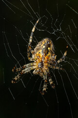Spider Araneus diadematus with a cross on its back on a web against a tree background