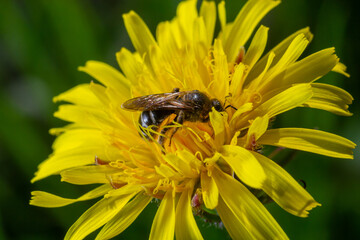 Honey bee collecting pollen on a bright yellow dandelion flower. Macro shot. Selective focus