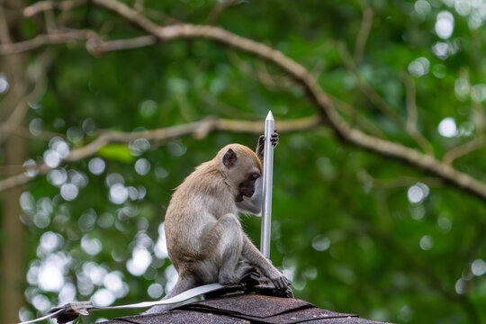  Juvenile long-tailed macaque playing with lightning rod.