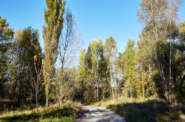 Road in forest against the sky and meadows. Beautiful landscape of trees and blue sky background