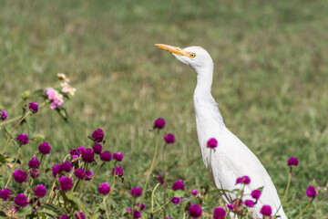 young white egret standing between lilac flowers in a resort