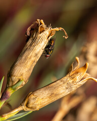 macro shot of common housefly perched on a dry flower outdoors