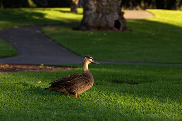 Australian black pacific duck on green grass at an Adelaide park during sunset