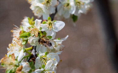 Obraz na płótnie Canvas Bee on white flowers on cherry tree