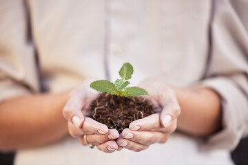 Hands, seedling and woman with business growth for startup company, investment and accountability. Soil, plant and development with start, hope and entrepreneurship for goal, sustainability or future