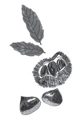栗と栗の葉のベクター白黒イラスト