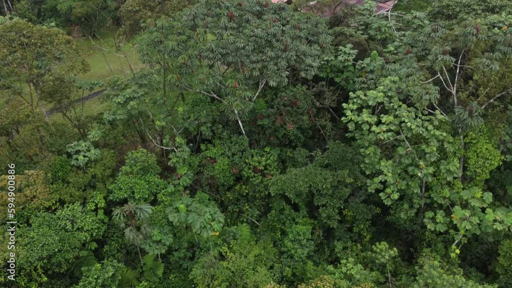 Poster Various types of trees thrive in the Amazon jungle. drone view.