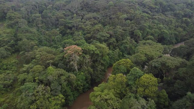 Drone view of flowing river in tropical amazoni green rainforest, 4K shot