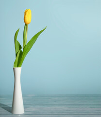 Yellow tulip in white vase on blue background. Copy space