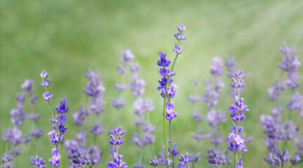 Blooming violet lavender flowers in sunlight. Summer concept, selective focus.