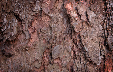 Close up bark of pine tree texture background. Abstract wooden background.