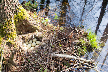 natural selection, protection of the wild animal world, environmental protection, nature of the planet earth, rescue of birds, eggs in the nest of a wild bird, duck laying, breeding, reproduction