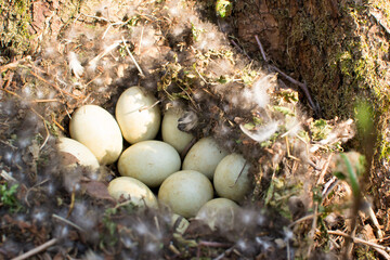 natural selection, protection of the wild animal world, environmental protection, nature of the planet earth, rescue of birds, eggs in the nest of a wild bird, duck laying, breeding, reproduction