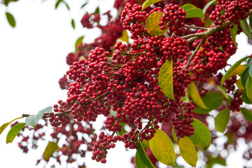 Red bright iron holly fruit on the tree