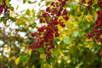 Red bright iron holly fruit on the tree