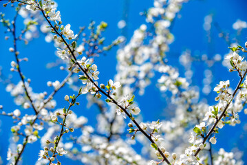 Cherry blossom branch in the garden in spring
