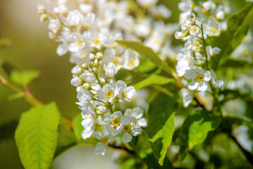 Bird cherry branches in the garden in spring
