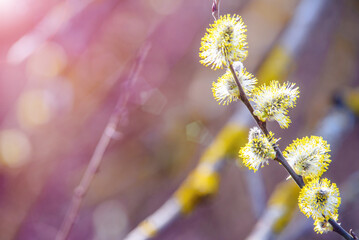 Blossoming willow in the early spring on a background of blue sky
