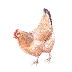 Watercolor illustration of brown hen on white 