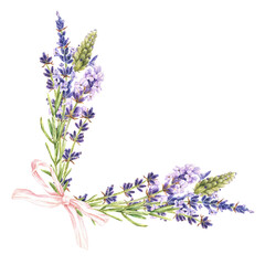Watercolor botanical illustration. Corner composition of lavender flowers and pink bow. Isolated on a white background.Place for text.A fragrant field herb. For design of cosmetic, aroma sachet, soap