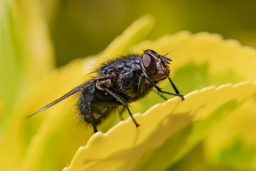 fly on yellow flower	