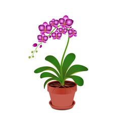 Orchids in a flower pot. Vector illustration isolated on white background. Template for congratulations and invitations, banner, poster..