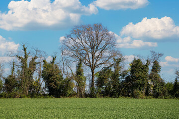 trees in the field