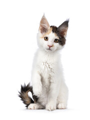 Pretty blue tortie Maine Coon cat kitten, sitting up facing front with one paw playful in air. Looking towards camera. Isolated on a white background.