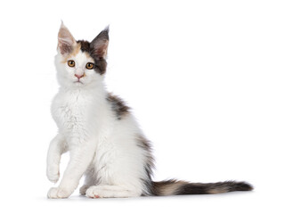 Pretty blue tortie Maine Coon cat kitten, sitting side ways with one paw playful in air. Looking towards camera. Isolated on a white background.