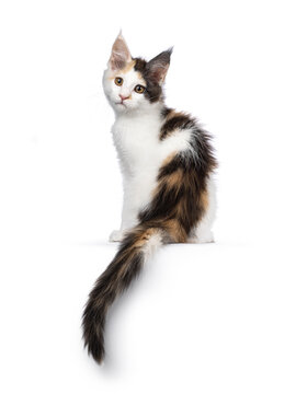 Pretty blue tortie Maine Coon cat kitten, sitting sbackwards on edge with tail hanging down. Looking over shoulder towards camera. Isolated on a white background.