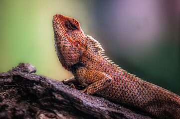iguana on a tree