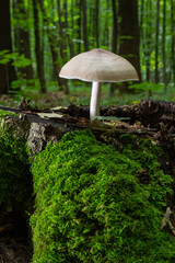Volvariella gloiocephala is alsno known as big sheath mushroom, rose-gilled grisette or stubble rosegill